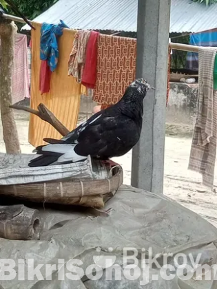 একটা মাদি কবুতর